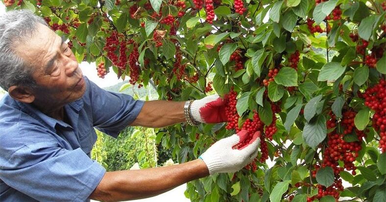 La citronnelle chinoise pour augmenter la puissance