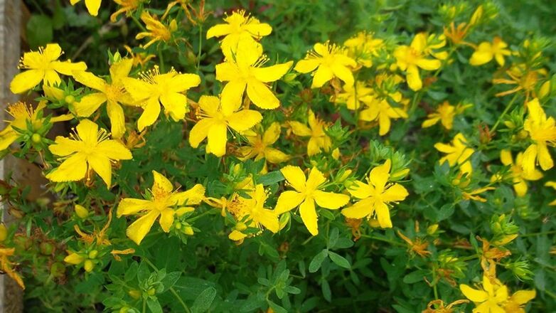 Que les herbes augmentent la puissance masculine
